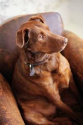 Product picture Perfect Handbook For Imperfect Dog Owners With Master Resale Rights